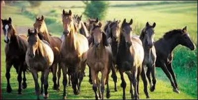 Parmis ces races une seule n'existe pas, laquelle ?