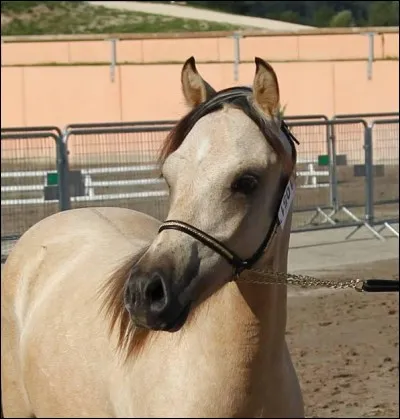 Parmi ces races une seule existe. Laquelle ?