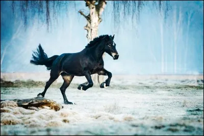 Parmi toutes les races au monde, laquelle est la plus petite et la plus grande ?