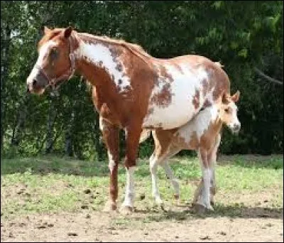 Quelle est la race de cette jument et de son poulain ?