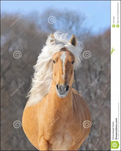 Ceci est un cheval ...