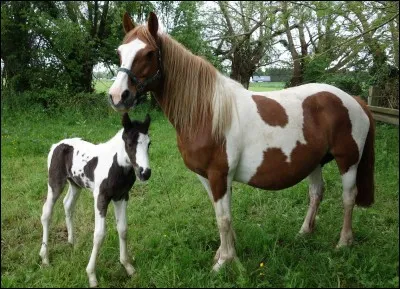 La maman est ... et le poulain est ... .