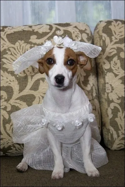 Qui chantait "Vive la mariée ! C'est elle qui me fera bien sûr tous les enfants qu'il me fallait..." ?