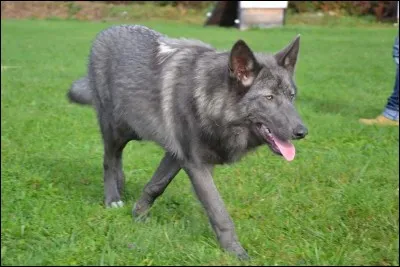 Les chiens loups ressemblent-ils à un vrai loup ?
