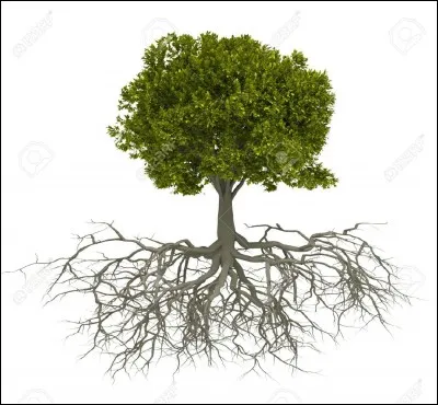 Il faut enlever les ra_ines autrement les mauvaises herbes vont repousser.