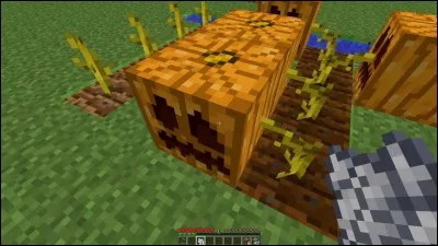 Quelle sorte de graines y a-t-il ?