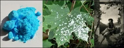 Lettre « B » comme « Bordeaux » !
C'est au château Ducru-Beaucaillou que fut inventée la « bouillie bordelaise ». C'est un produit qui est utilisé pour lutter préventivement contre le « mildiou ». Ce produit se présente comme étant une bouillie claire bleu verdâtre.
Connaissez-vous la véritable raison qui a amené la création de ce produit ?