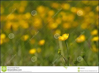 Quatre demoiselles sont dans un pré . Jamais elles ne se mouillent , même quand il pleut très fort . Qui sont-elles ?