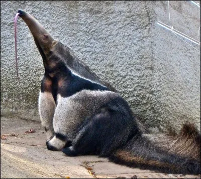 Le tamanoir me mange , je suis toute petite et rouge . Que suis-je ?