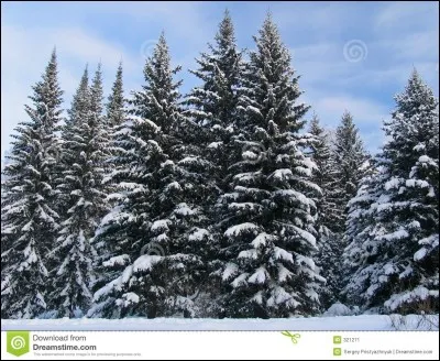 Sans moi , les sapins seraient sains . Que suis-je ?