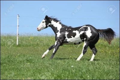 De quelle race est ce cheval ?