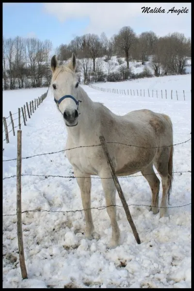 Ce cheval est croisé avec quelle race ?