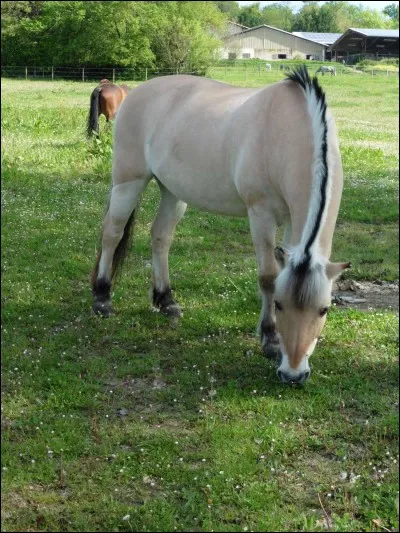 De quelle robe est ce poney ?