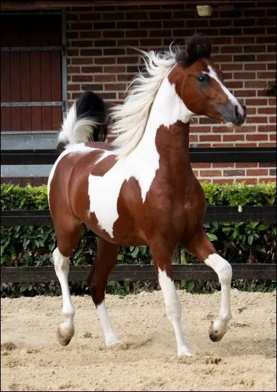 De quelle robe est ce cheval ?