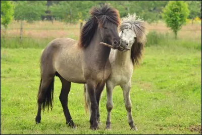 Le poney islandais a 5 allures, lesquelles ?