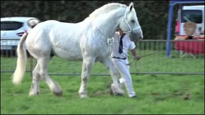 De quelle race est ce cheval ?