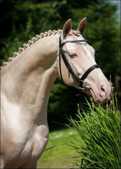 De quelle race est ce cheval ?