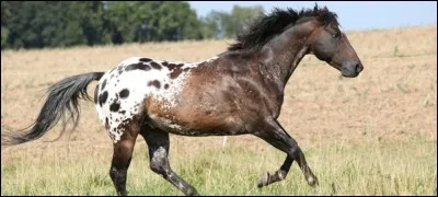 Quel est le nom complet de cet appaloosa ?