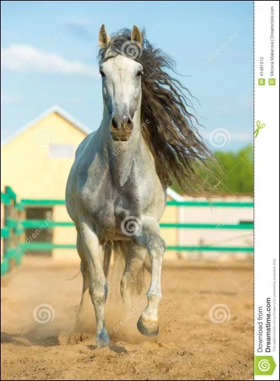 De quelle race est ce cheval ?