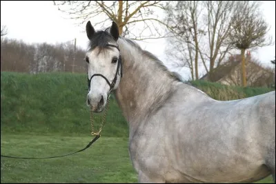 Quelle est la spécialité du selle français ?