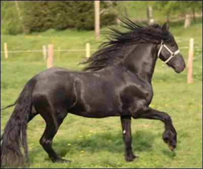 Qu'est-ce qu'une jument ?