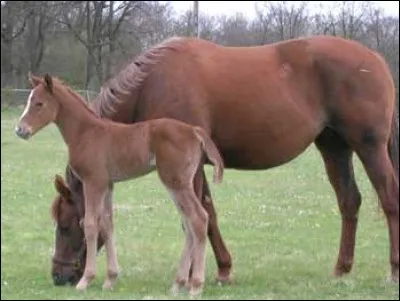 Qu'est-ce qu'une poulinière ?