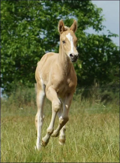 Comment appelle-t-on un poulain femelle ?