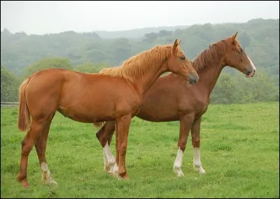 Y a-t-il des races pour les chevaux ?