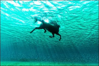 Un cheval peut-il nager sans avoir appris ?