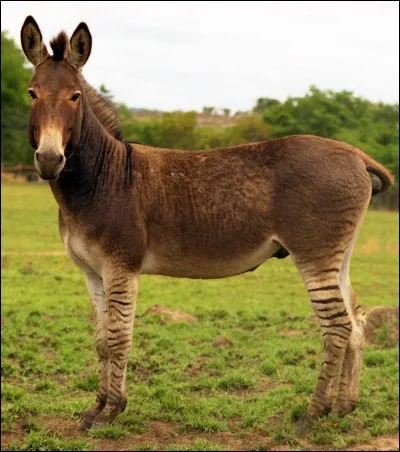 Les zèbres et les ânes sont-ils aussi des équidés ?