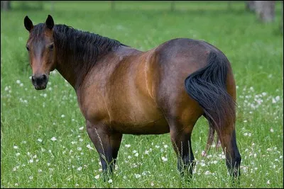 Quel est le poids d'un cheval en moyenne ?