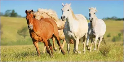 Quels sont les lieux de vie pour les chevaux sauvages ?