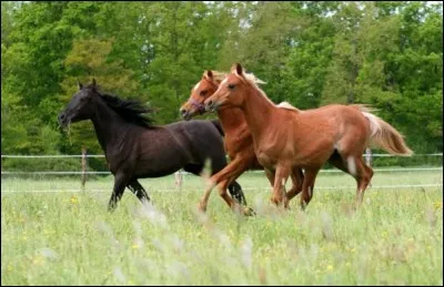 Le cheval est-il une proie ou un prédateur ?