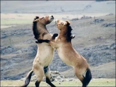 Qui est le dominant dans un troupeau ?