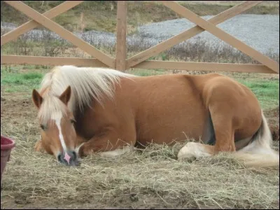 Le cheval dort :
