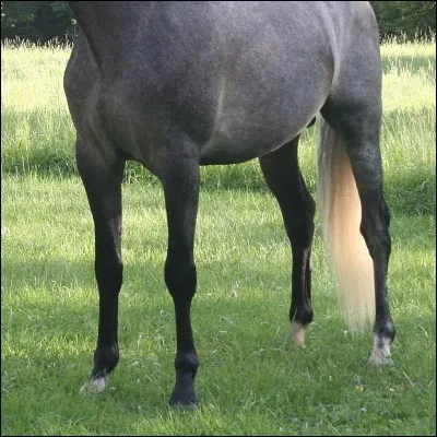 Qu'est ce que les membres chez le cheval ?