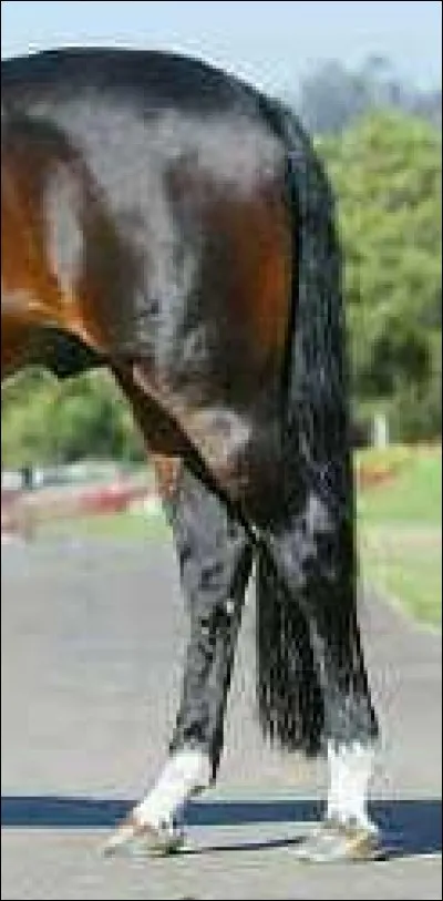 Comment s'appellent les membres arrières ?