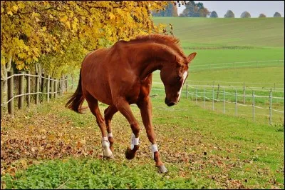 Le cheval est :