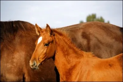 Quel est le petit du cheval ?
