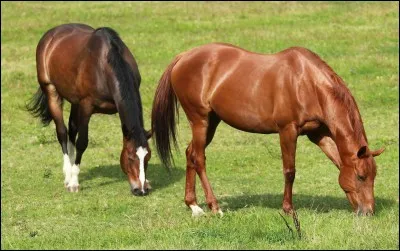 Qu'est-ce qu'un hongre ?