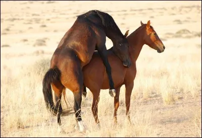 Qu'est-ce qu'un étalon ?