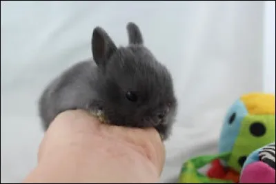De quelle race est ce lapin aux oreilles plus courtes et le corps au faible poids ?