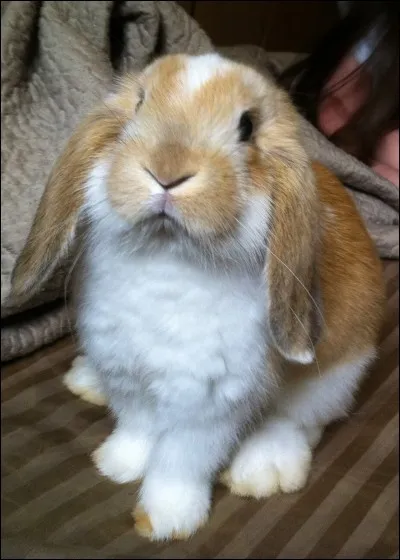 Quel est ce lapin de petite taille, oreilles baiss&eacute;es, qui n'est pas un lapin nain ?