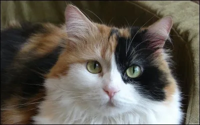 Quel est le nom de la couleur de ce chat ?
