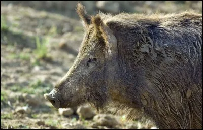 Comment s'appelle le petit du sanglier ?