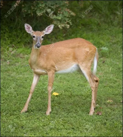 Comment s'appelle le petit de la Biche ?