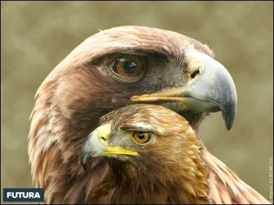 Comment s'appelle le petit de l' Aigle ?