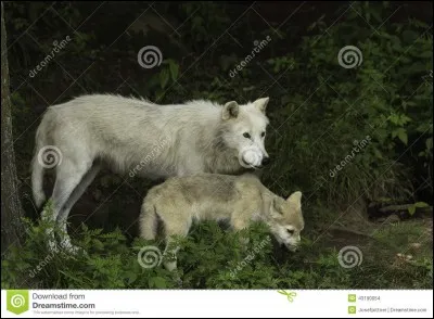 Comment s'appelle le petit du loup ?