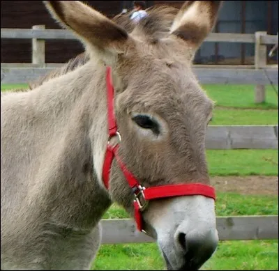 Comment s'appelle le petit de l' Âne ?