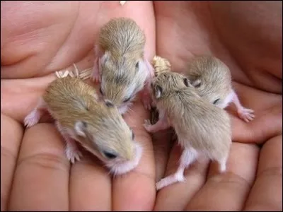 Bande de pourpre ornant la tunique des chevaliers romains de l'Empire !
